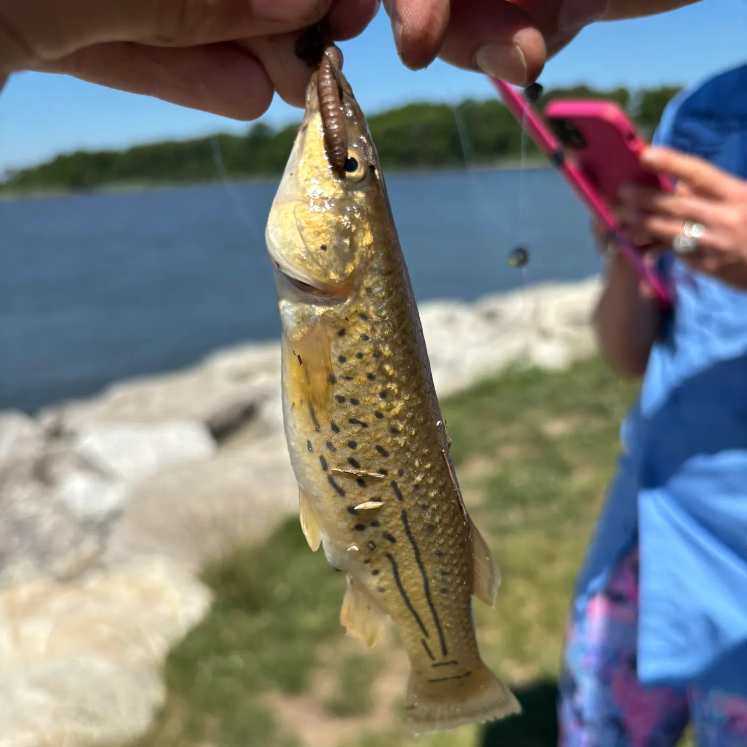 The most recent Mummichog catches on Fishbrain