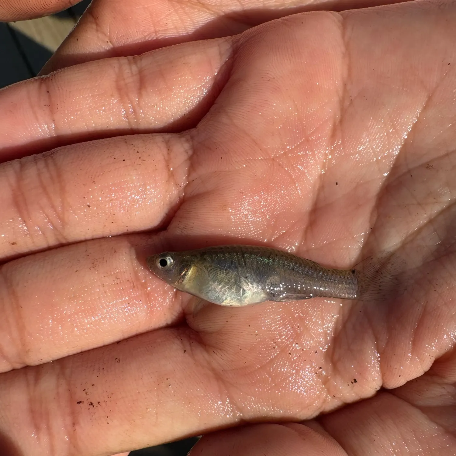 The most recent Eastern mosquitofish catches on Fishbrain
