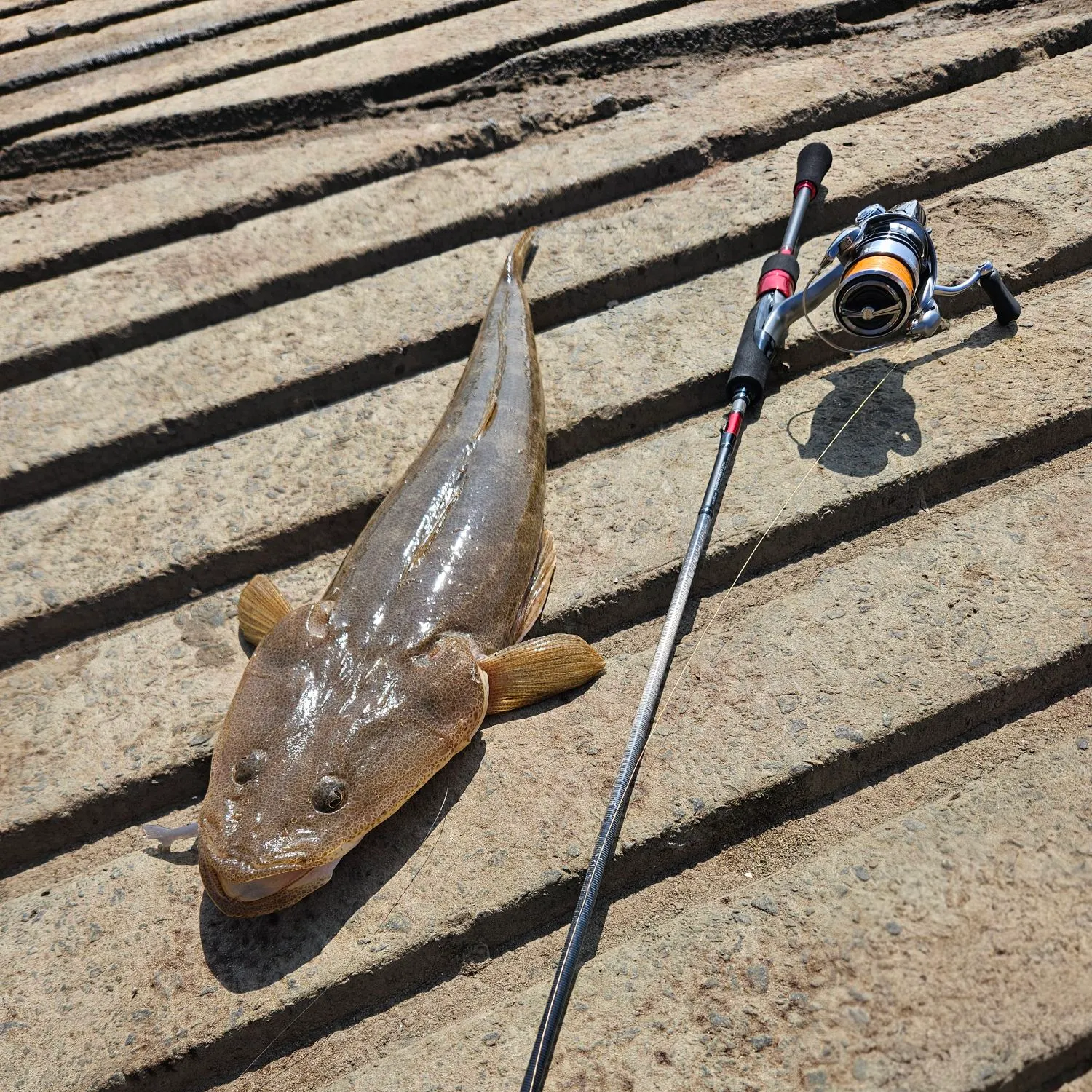 Dusky flathead caught on Fishbrain