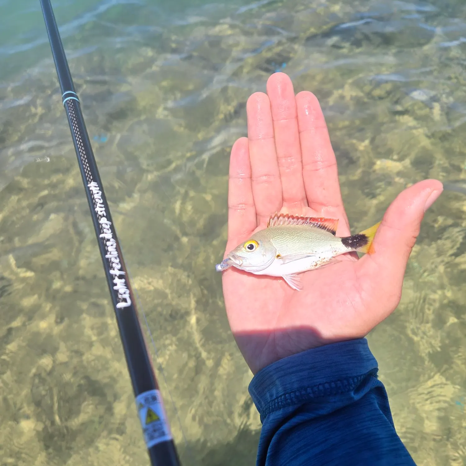 The most recent Checkered snapper catches on Fishbrain