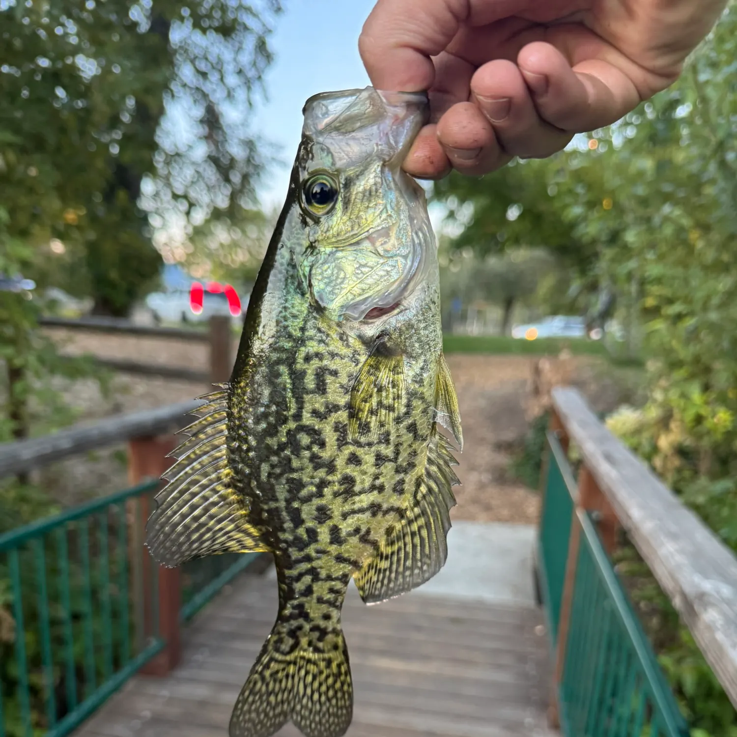 Black crappie caught on Fishbrain