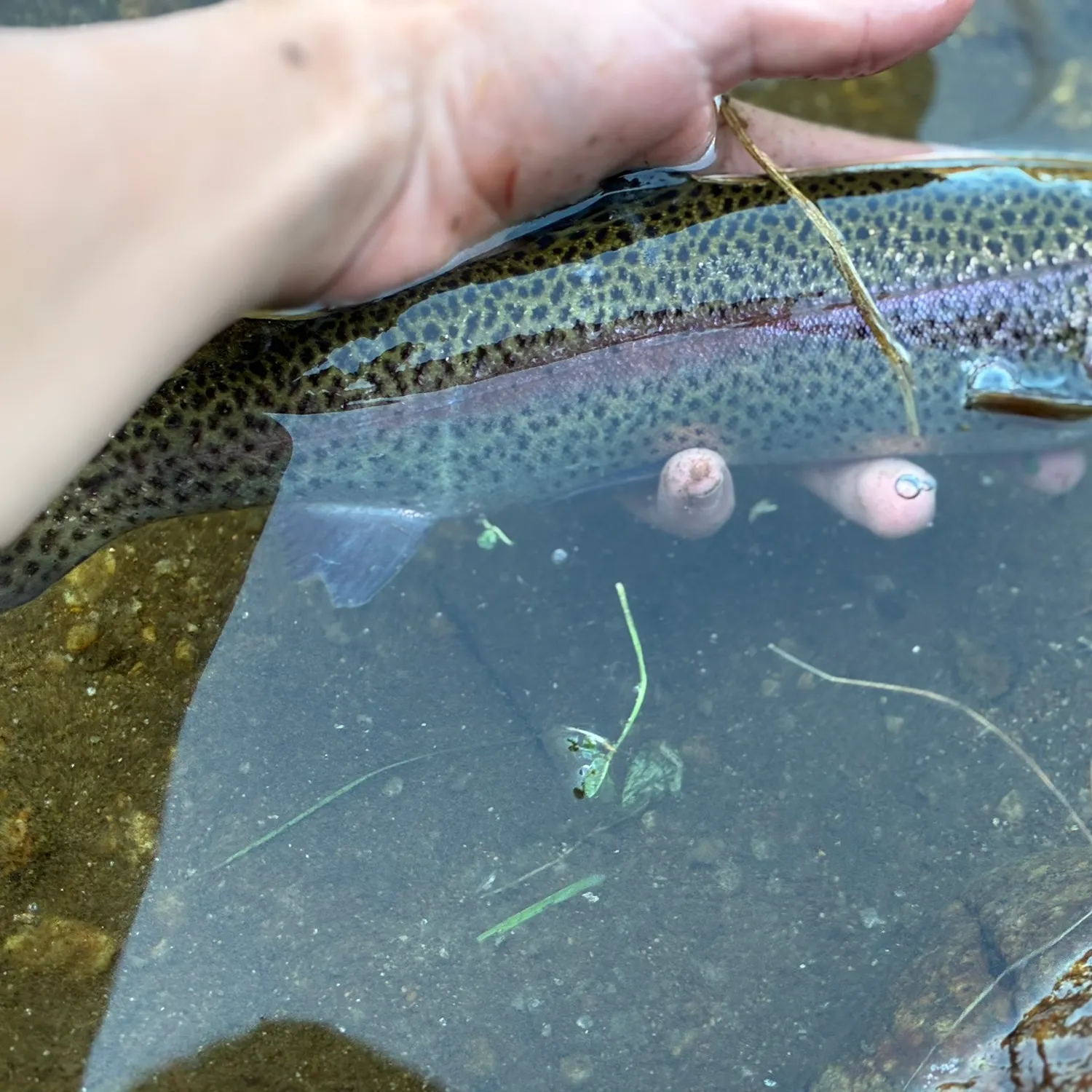 Rainbow trout caught on Fishbrain