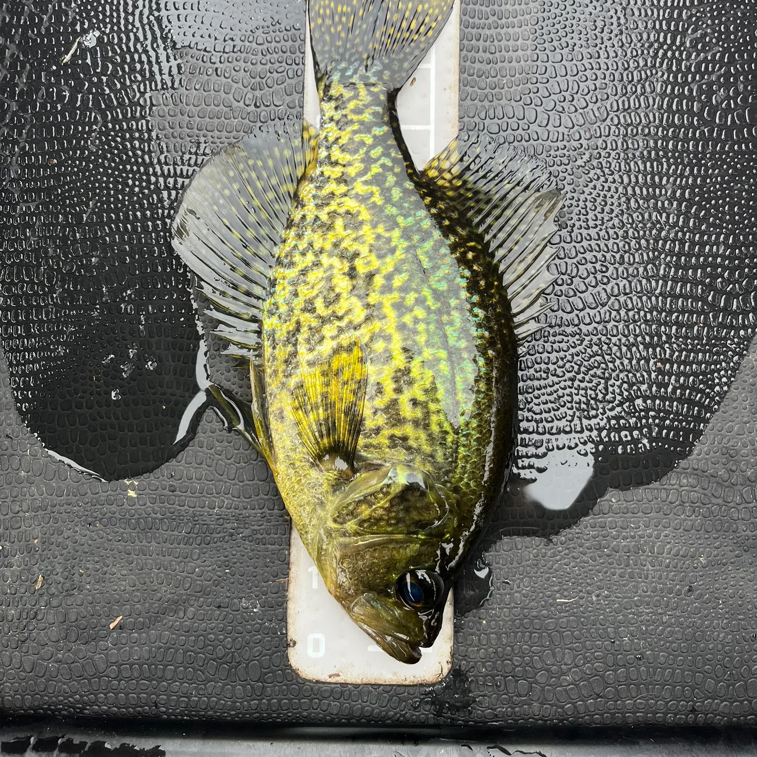 Black crappie caught on Fishbrain