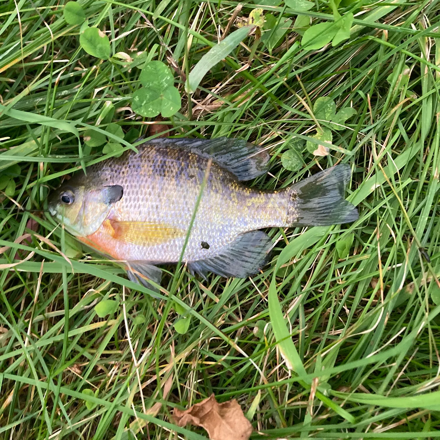Bluegill caught on Fishbrain