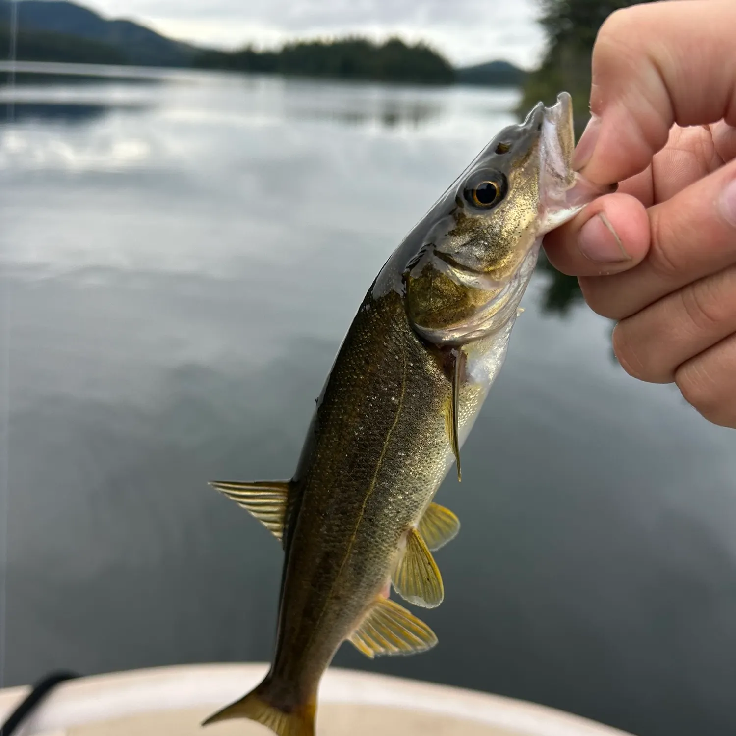 Northern pikeminnow caught on Fishbrain