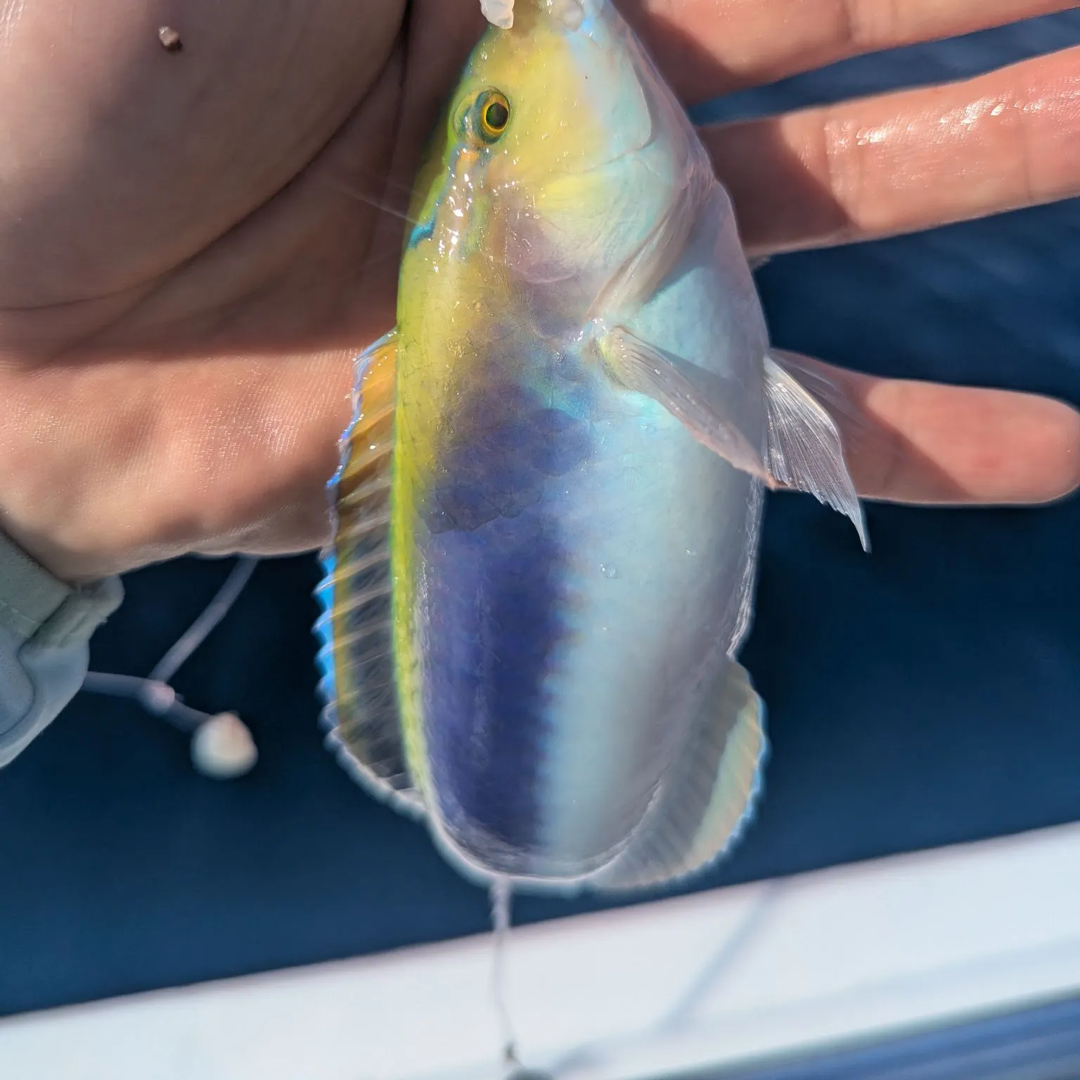 The most recent Yellowcheek wrasse catches on Fishbrain