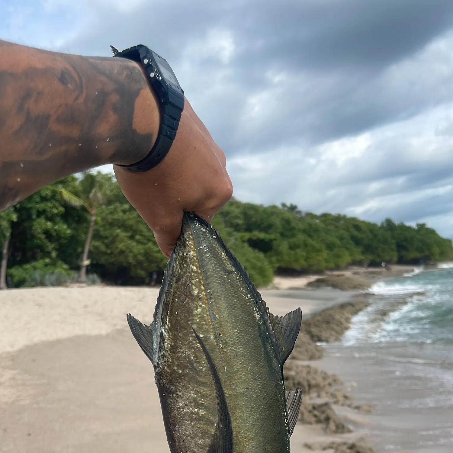 The most recent Blue runner catches on Fishbrain