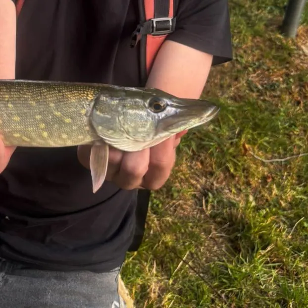 Northern pike caught on Fishbrain