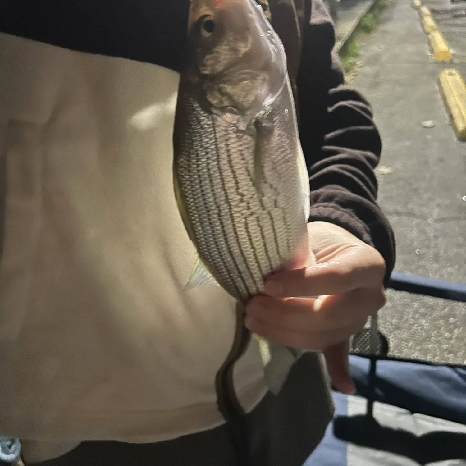Wiper caught on Fishbrain