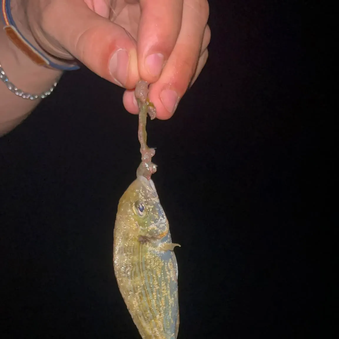 The most recent Dorada catches on Fishbrain