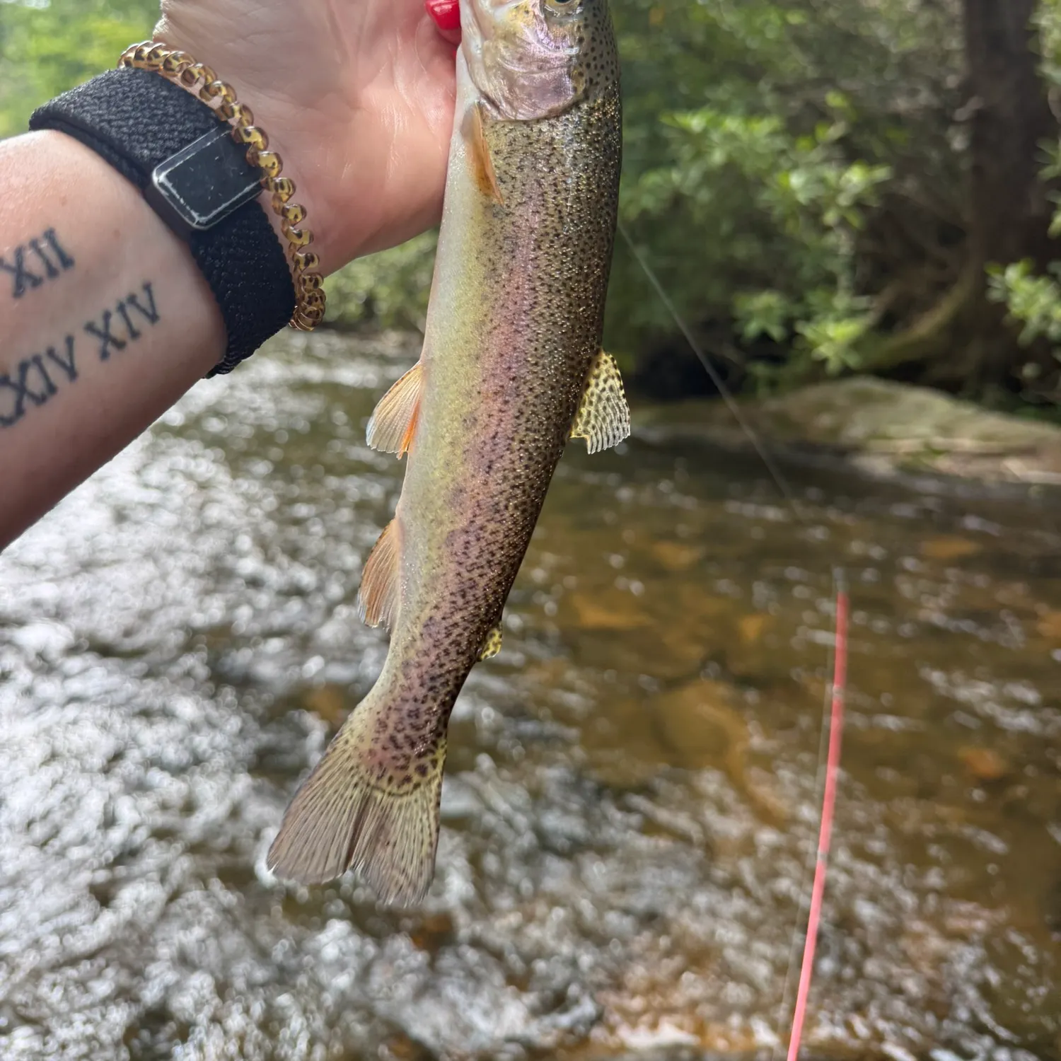 recently logged catches