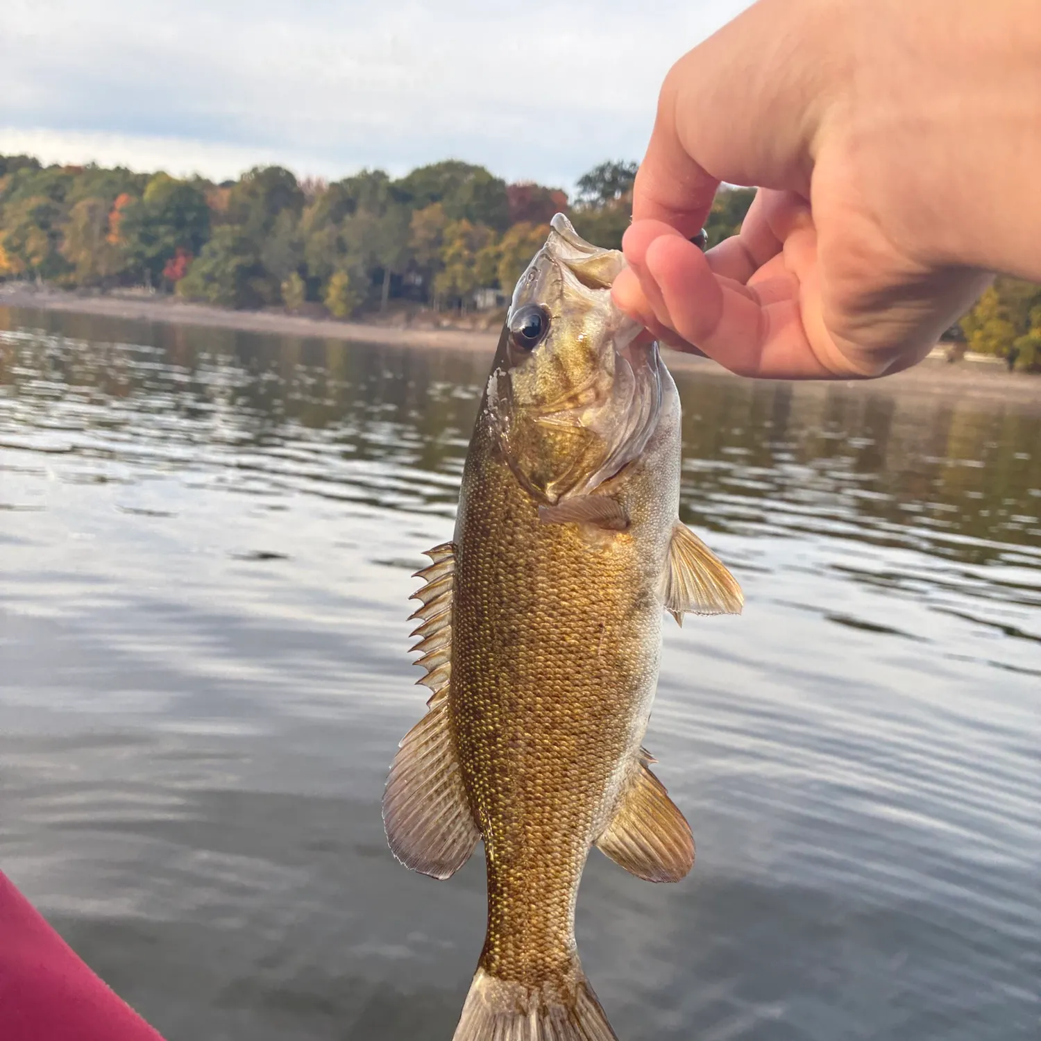Smallmouth bass caught on Fishbrain