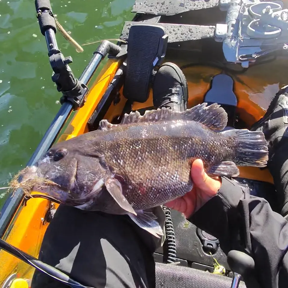 The most recent Tautog catches on Fishbrain
