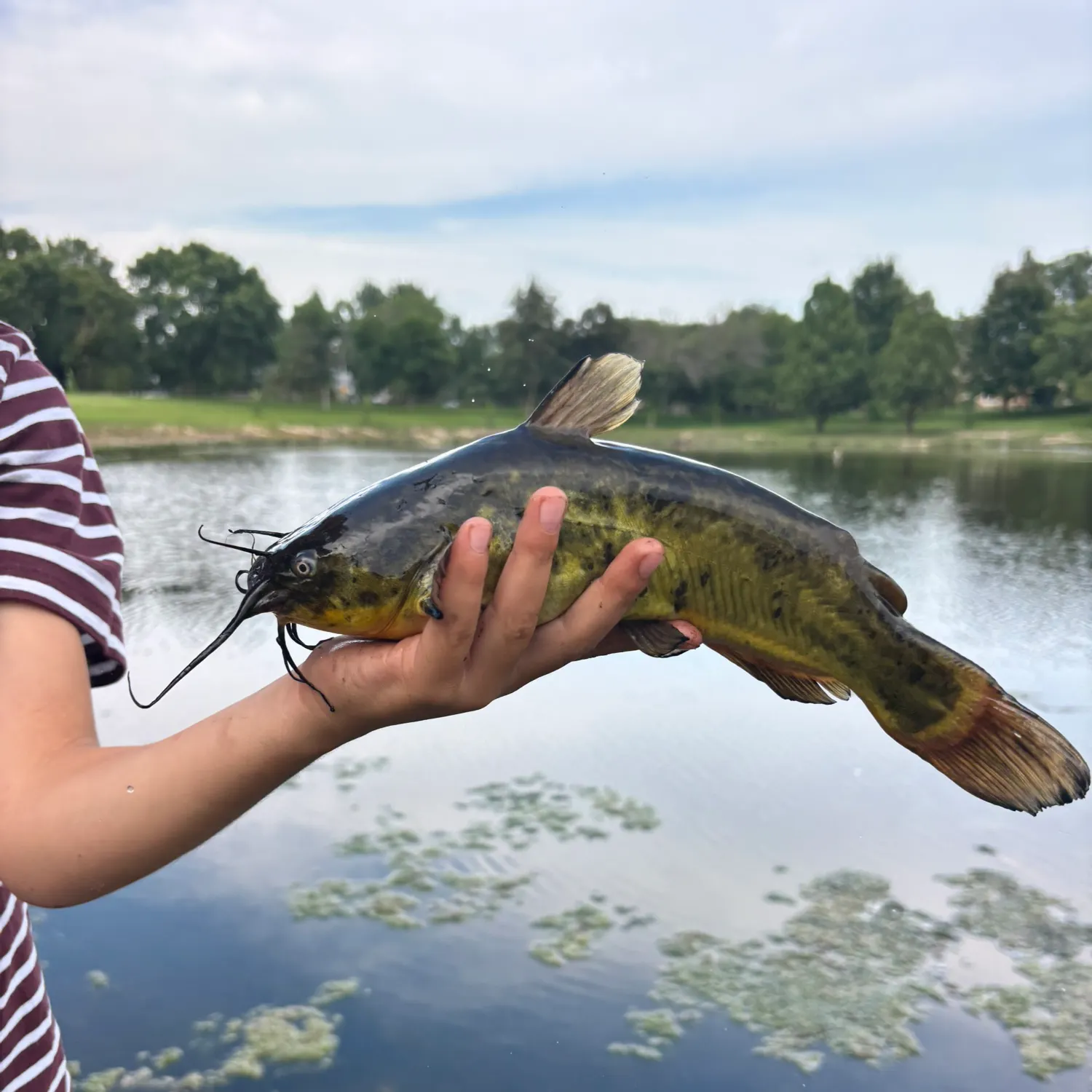 Yellow bullhead caught on Fishbrain