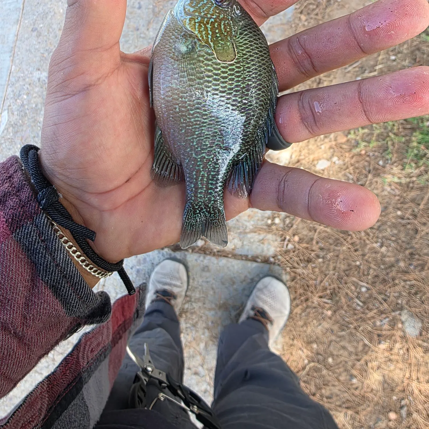 Green sunfish caught on Fishbrain