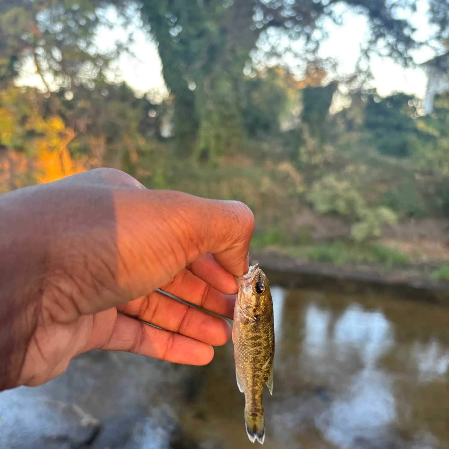 Spotted bass caught on Fishbrain