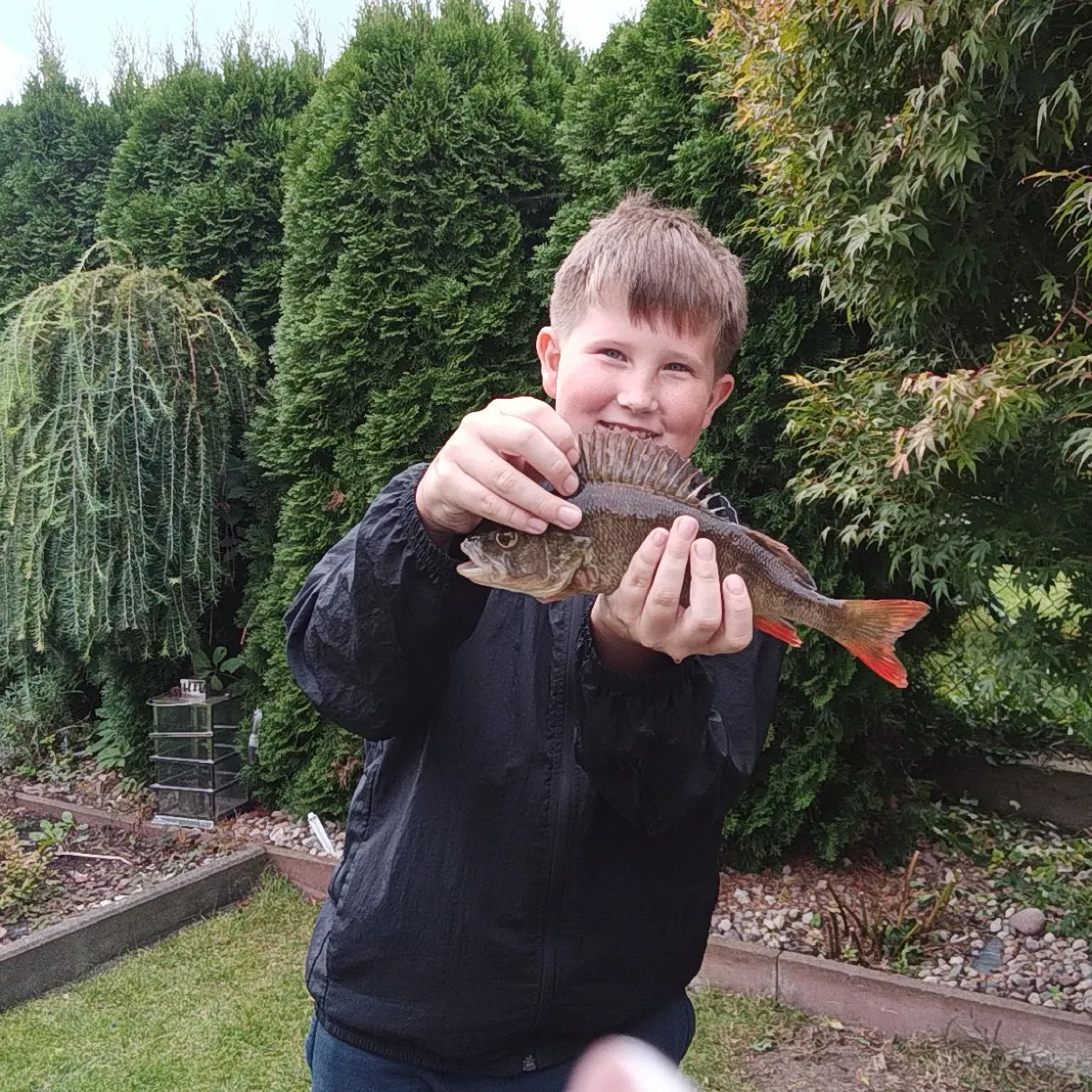 European perch caught on Fishbrain