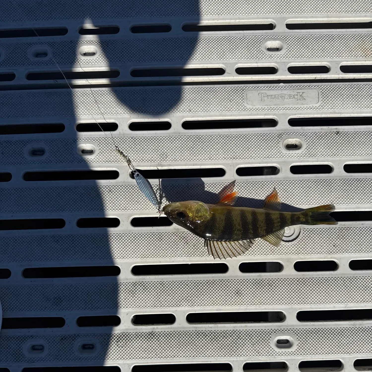 Yellow perch caught on Fishbrain