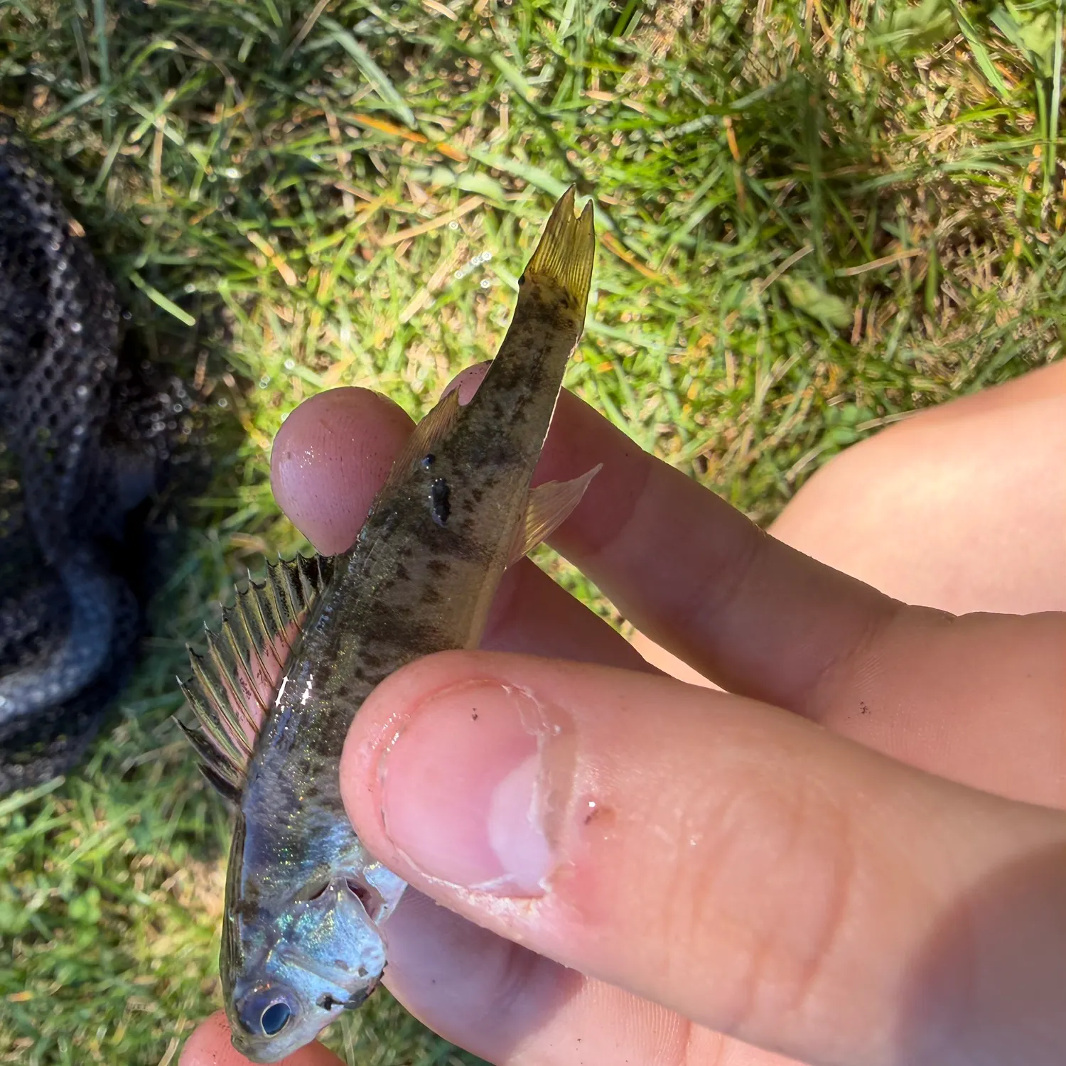 Yellow perch caught on Fishbrain