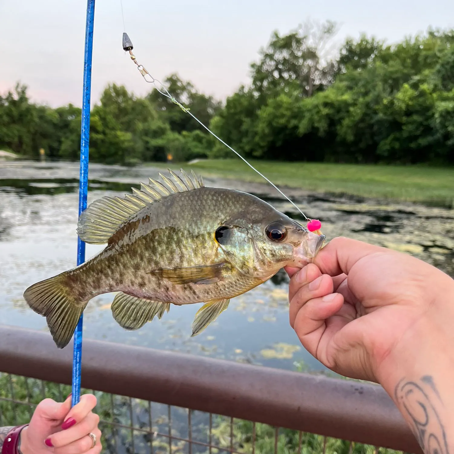 recently logged catches