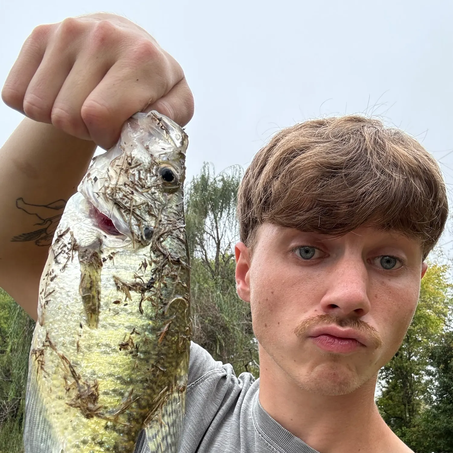 White crappie caught on Fishbrain