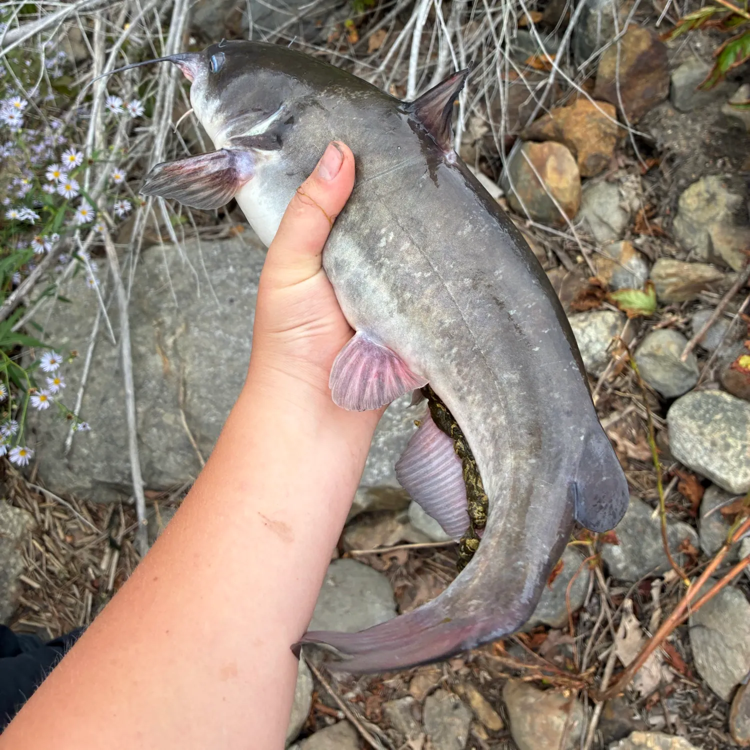 White bullhead caught on Fishbrain