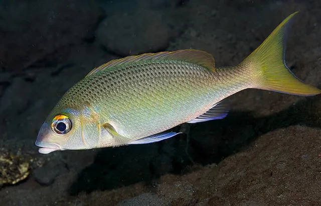 Peters' monocle bream