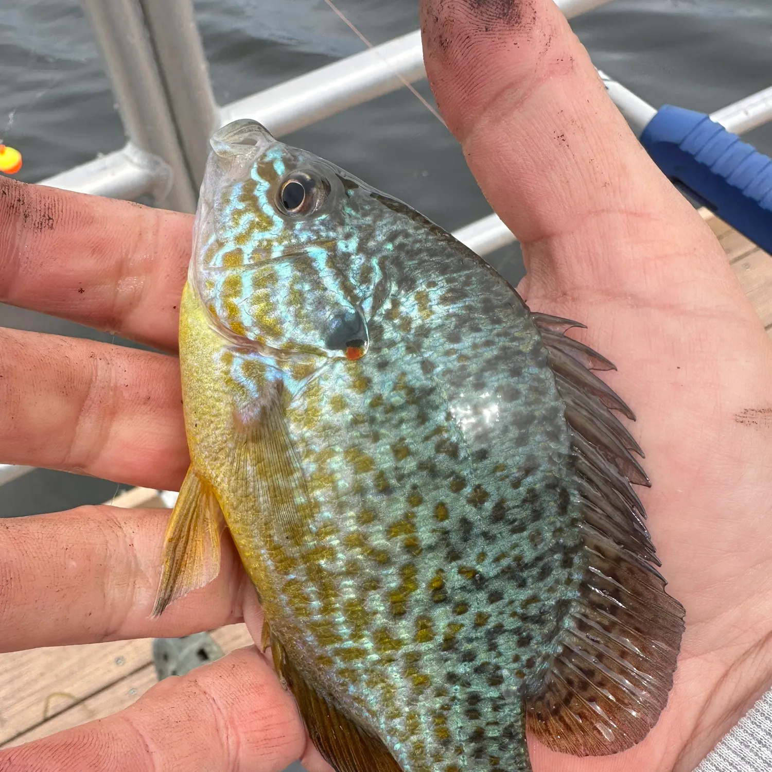 Pumpkinseed caught on Fishbrain