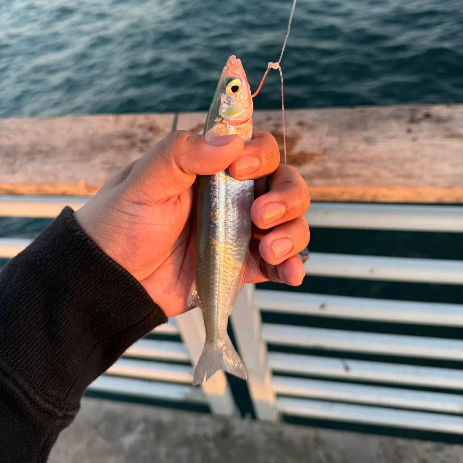 The most recent Topsmelt silverside catches on Fishbrain