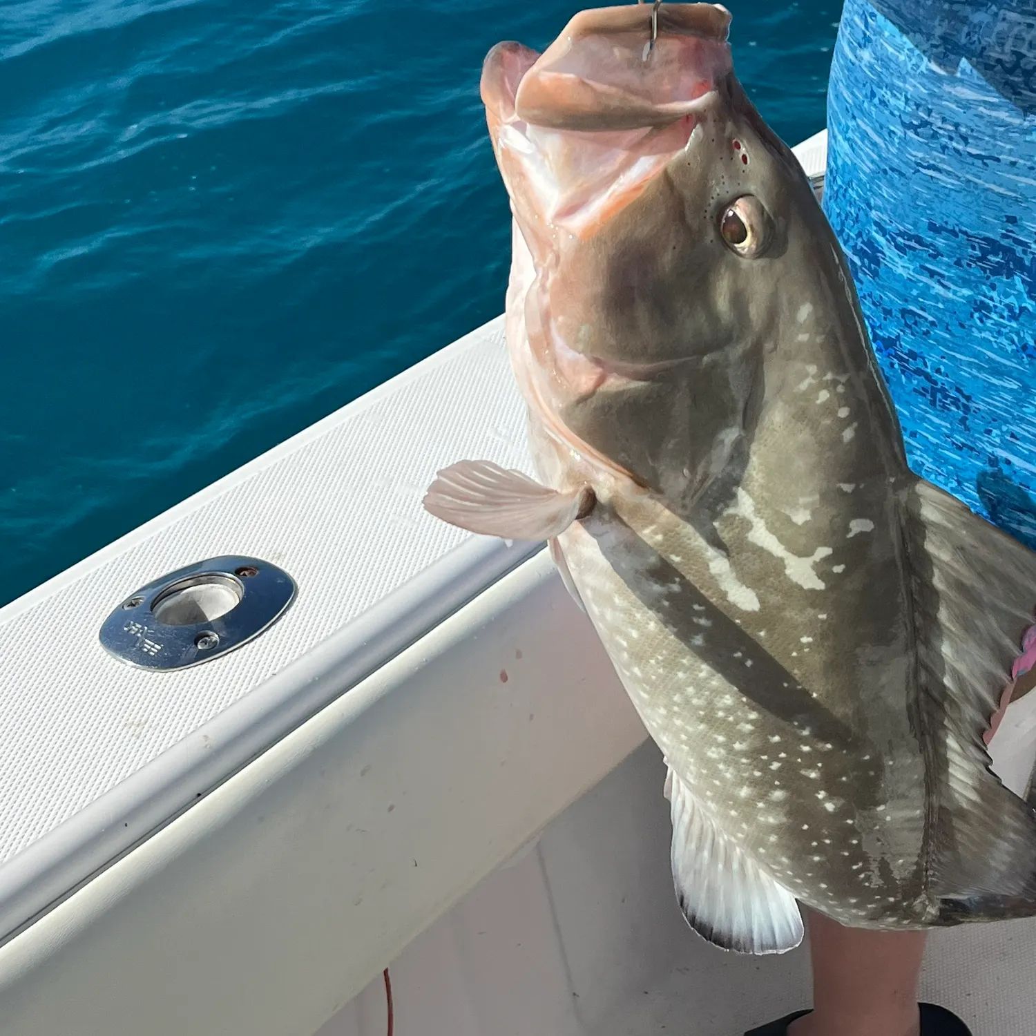 The most recent Red grouper catches on Fishbrain