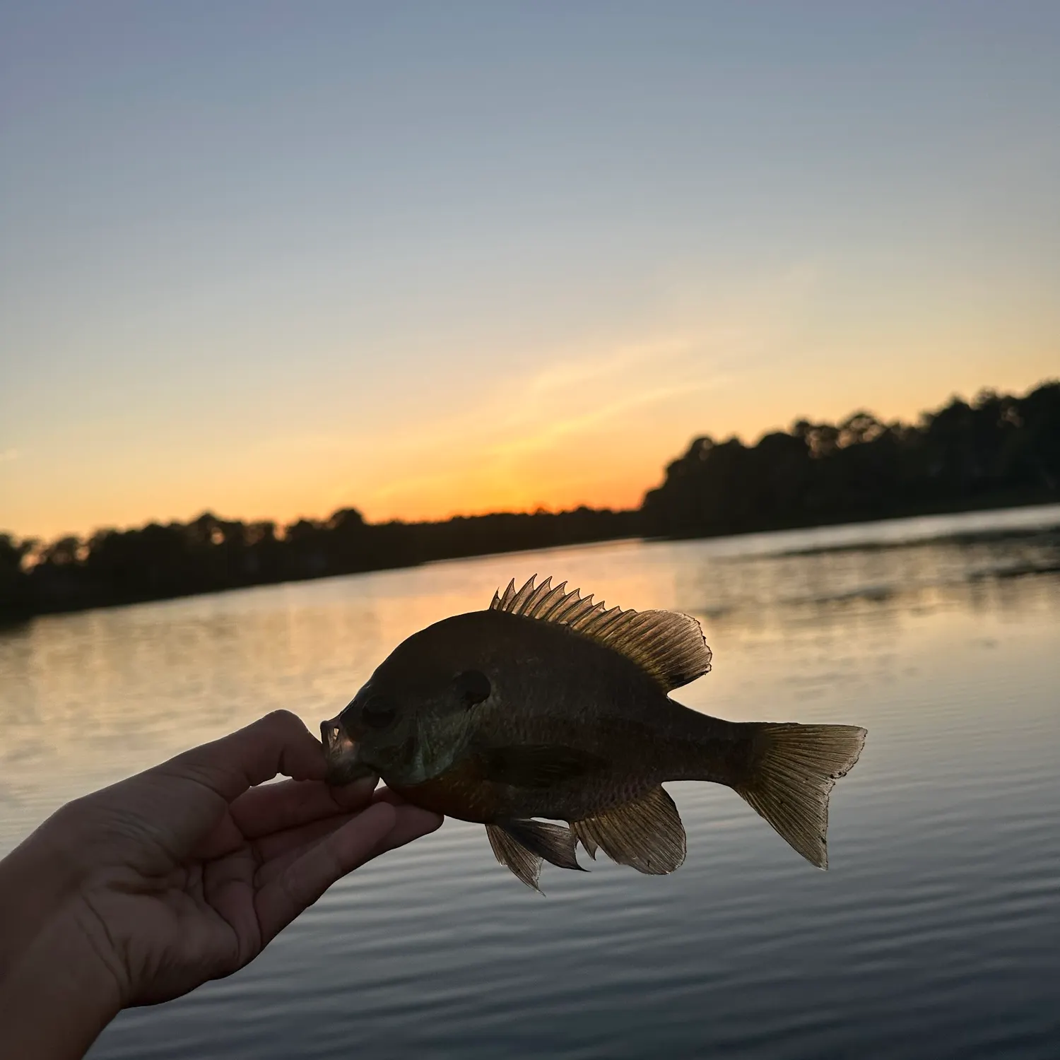Bluegill caught on Fishbrain