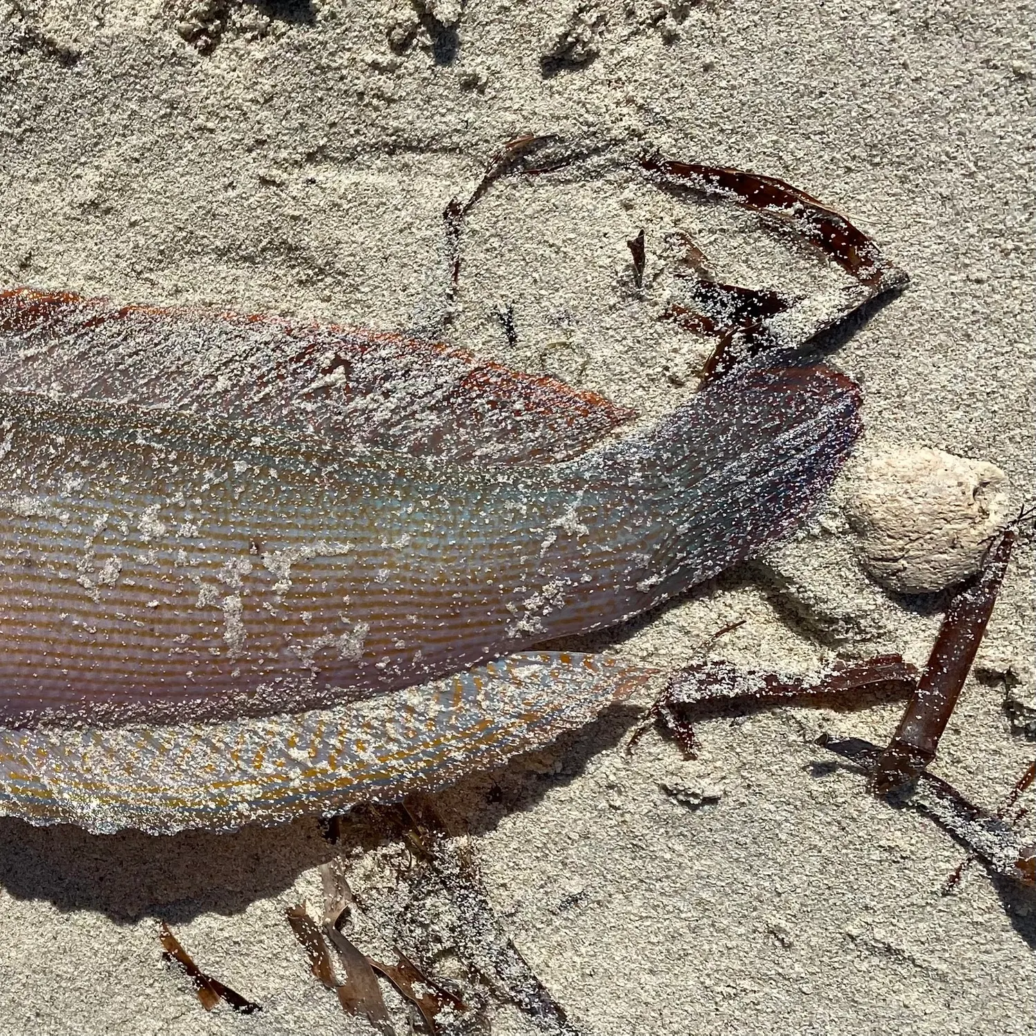 The most recent Blue-throated wrasse catches on Fishbrain