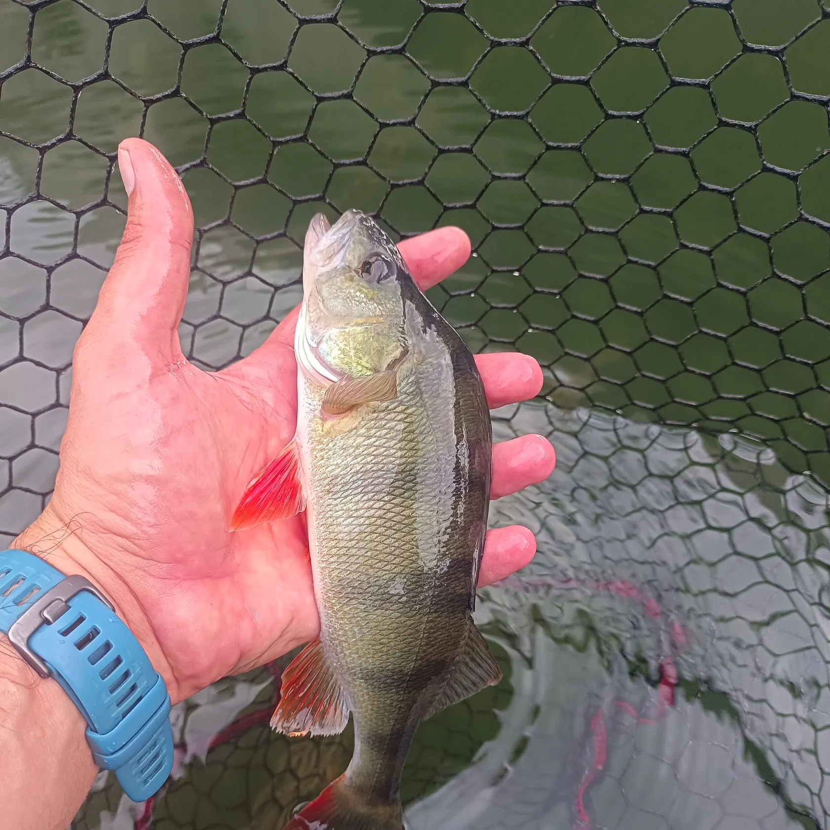 European perch caught on Fishbrain
