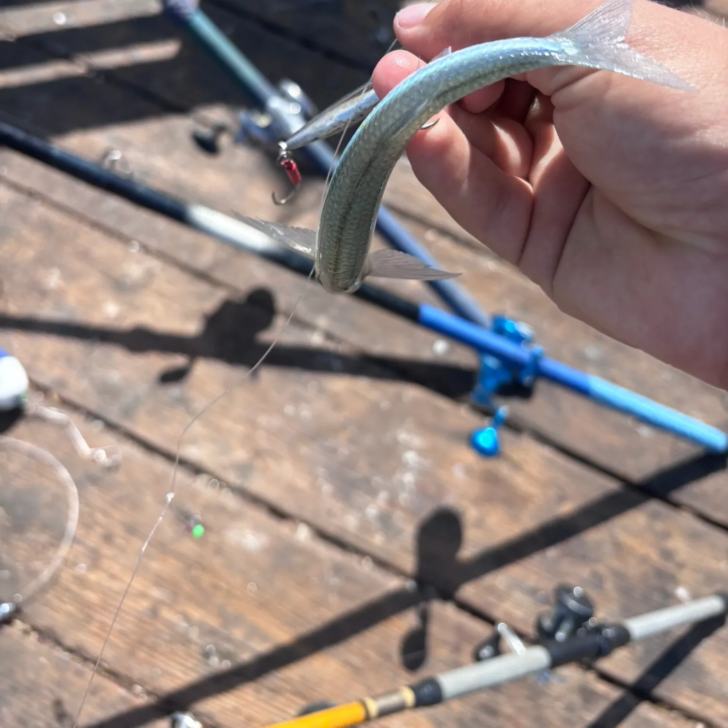 The most recent Topsmelt silverside catches on Fishbrain