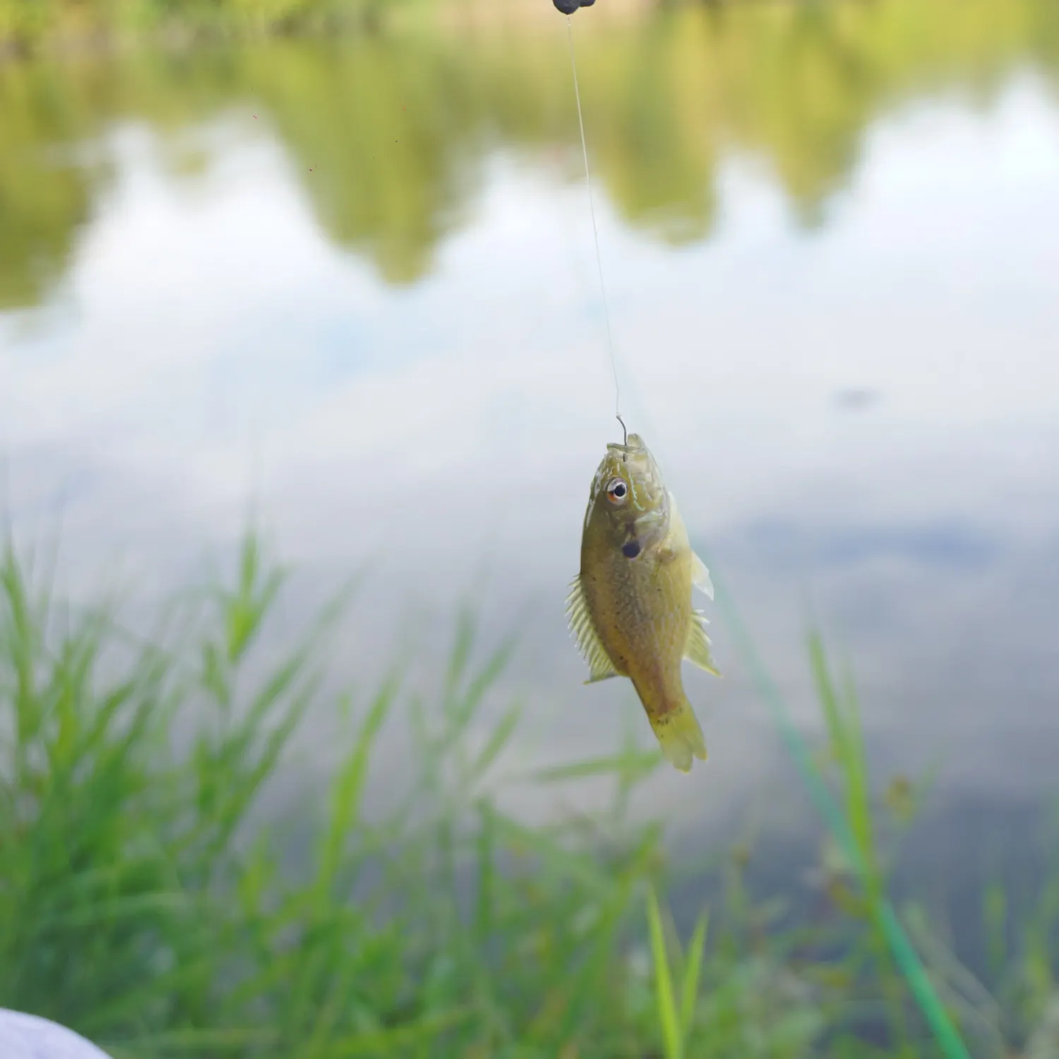 Green sunfish caught on Fishbrain