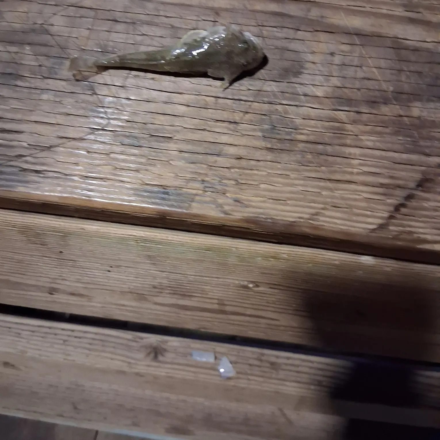 The most recent Shorthorn sculpin catches on Fishbrain