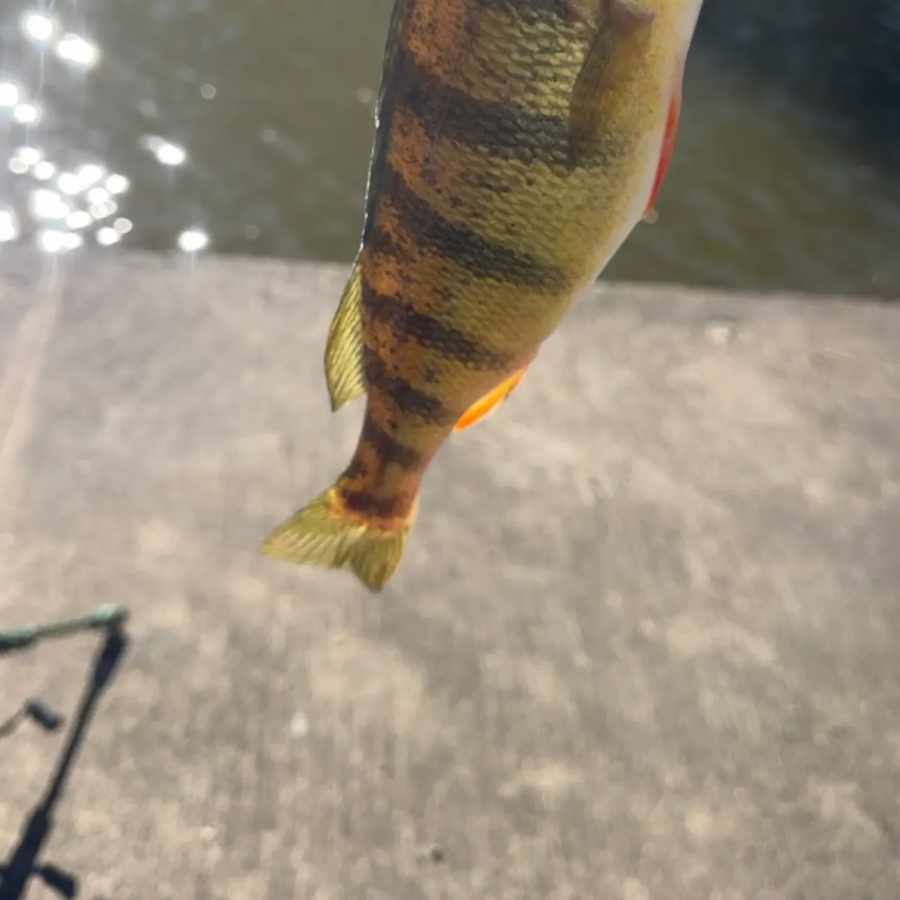 Yellow perch caught on Fishbrain