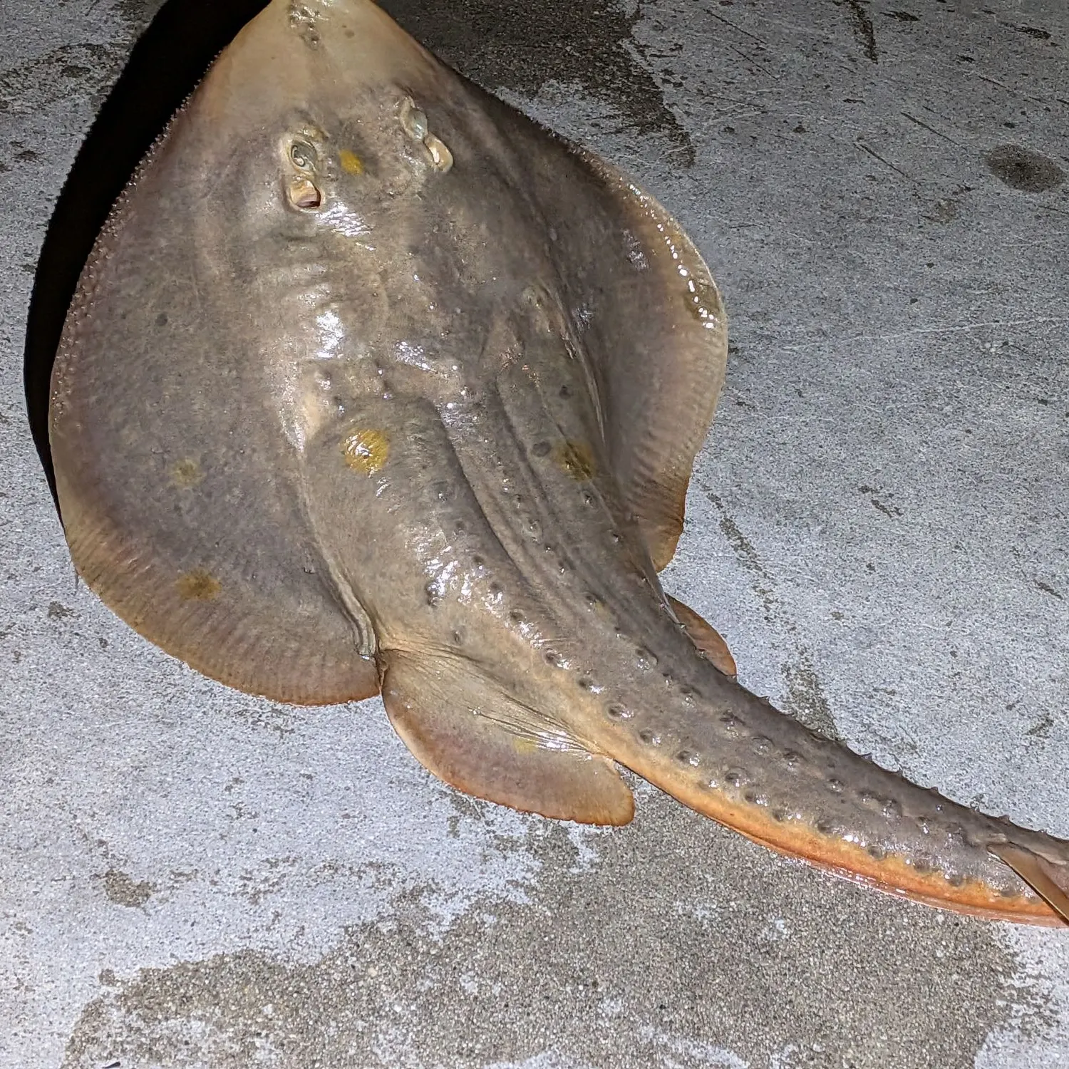 Thornback ray caught on Fishbrain