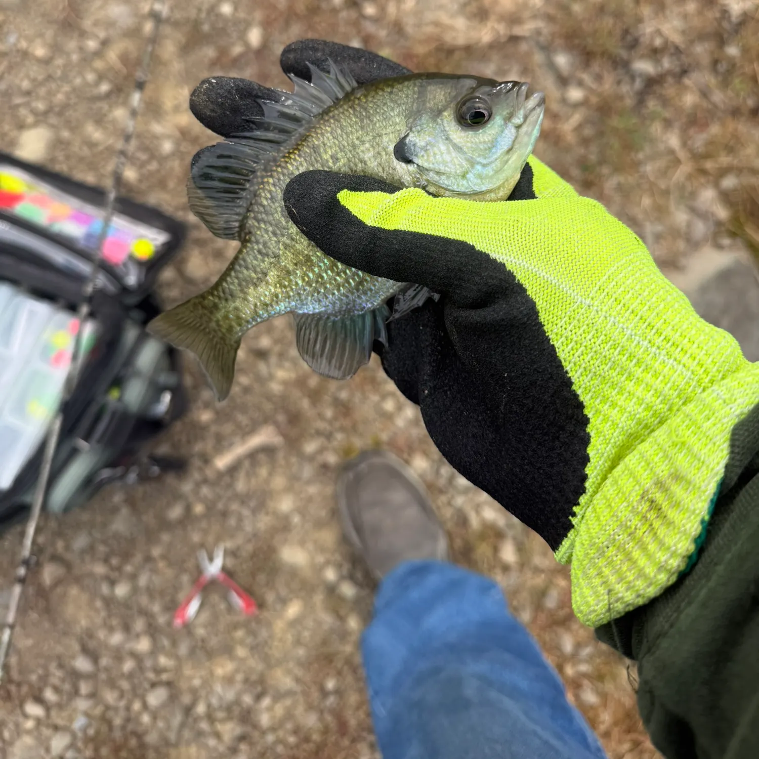 Bluegill caught on Fishbrain