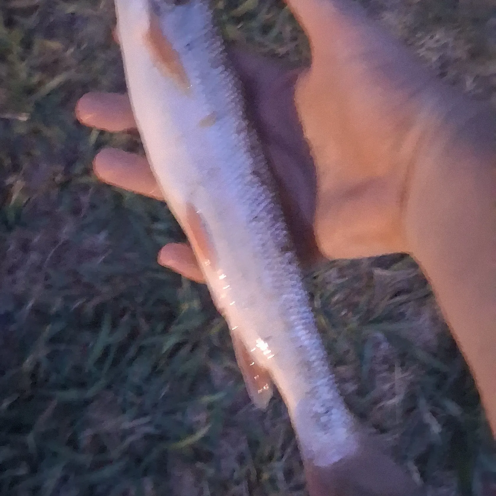 angler catch