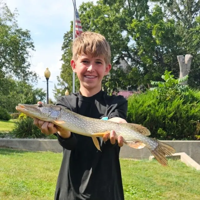 Northern pike caught on Fishbrain