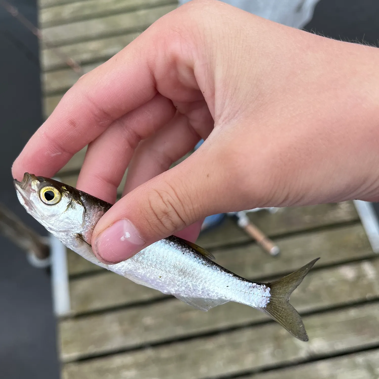 The most recent Vendace catches on Fishbrain