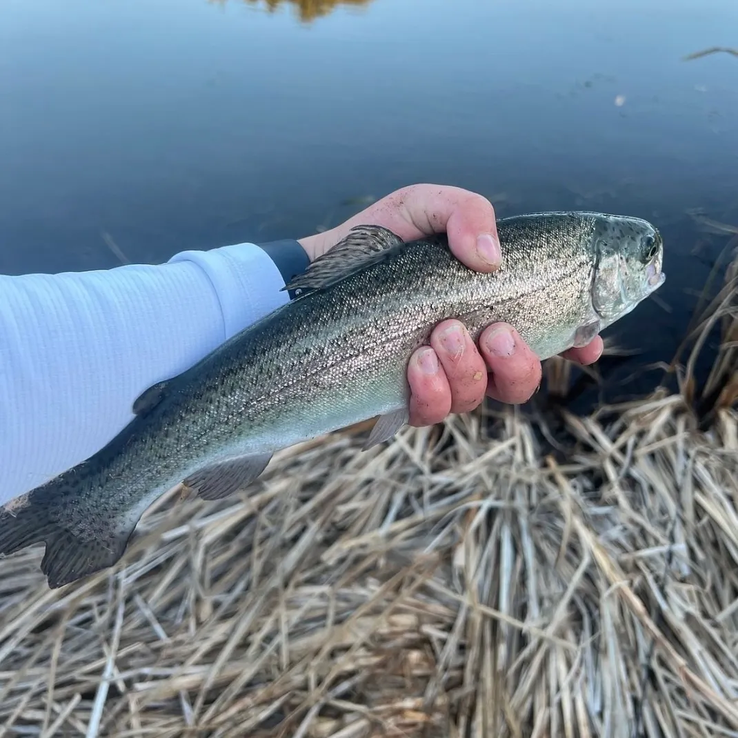 Rainbow trout caught on Fishbrain