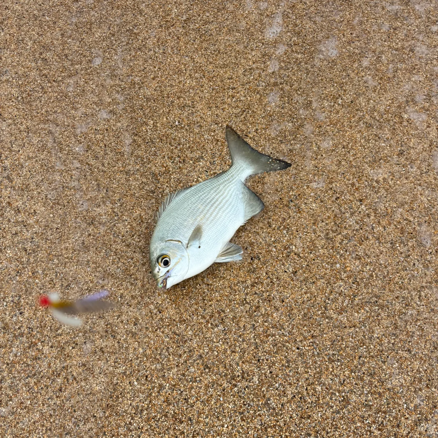 The most recent Grey sea chub catches on Fishbrain
