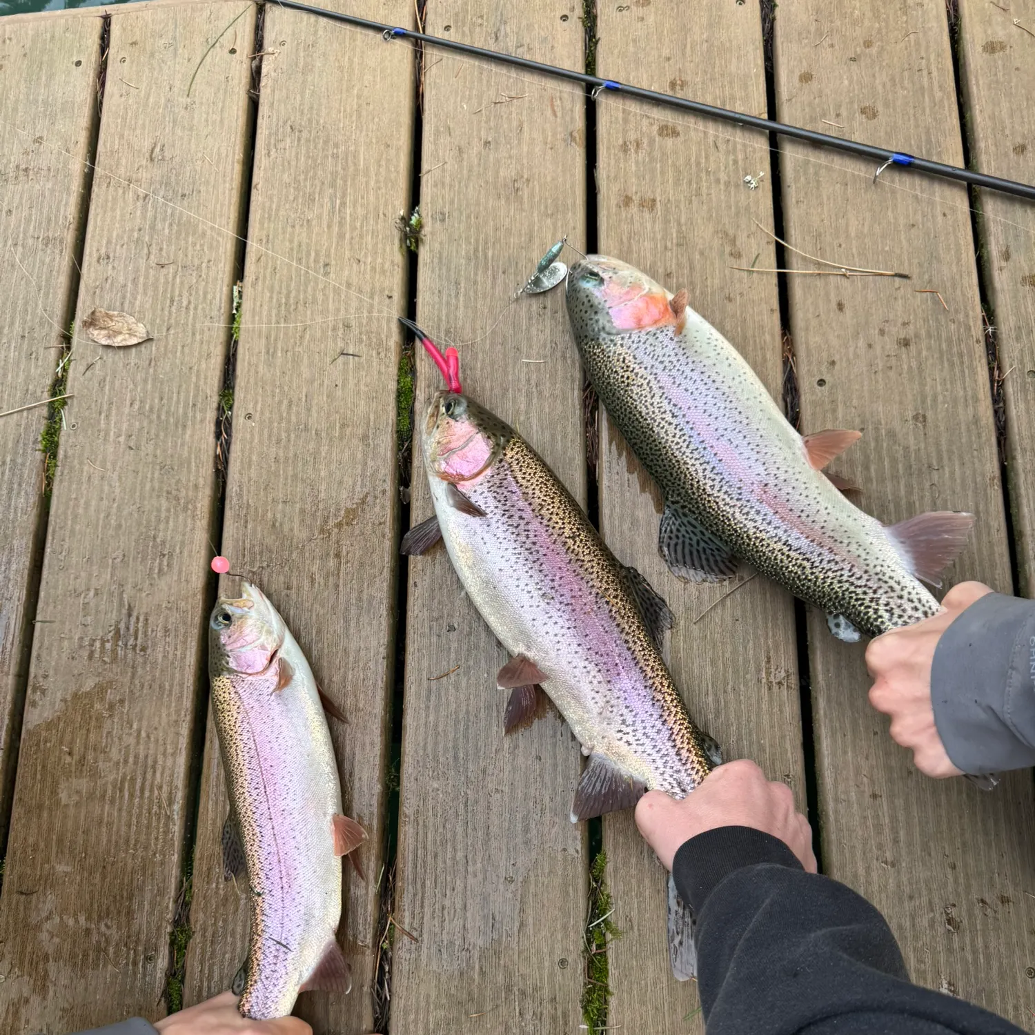 recently logged catches