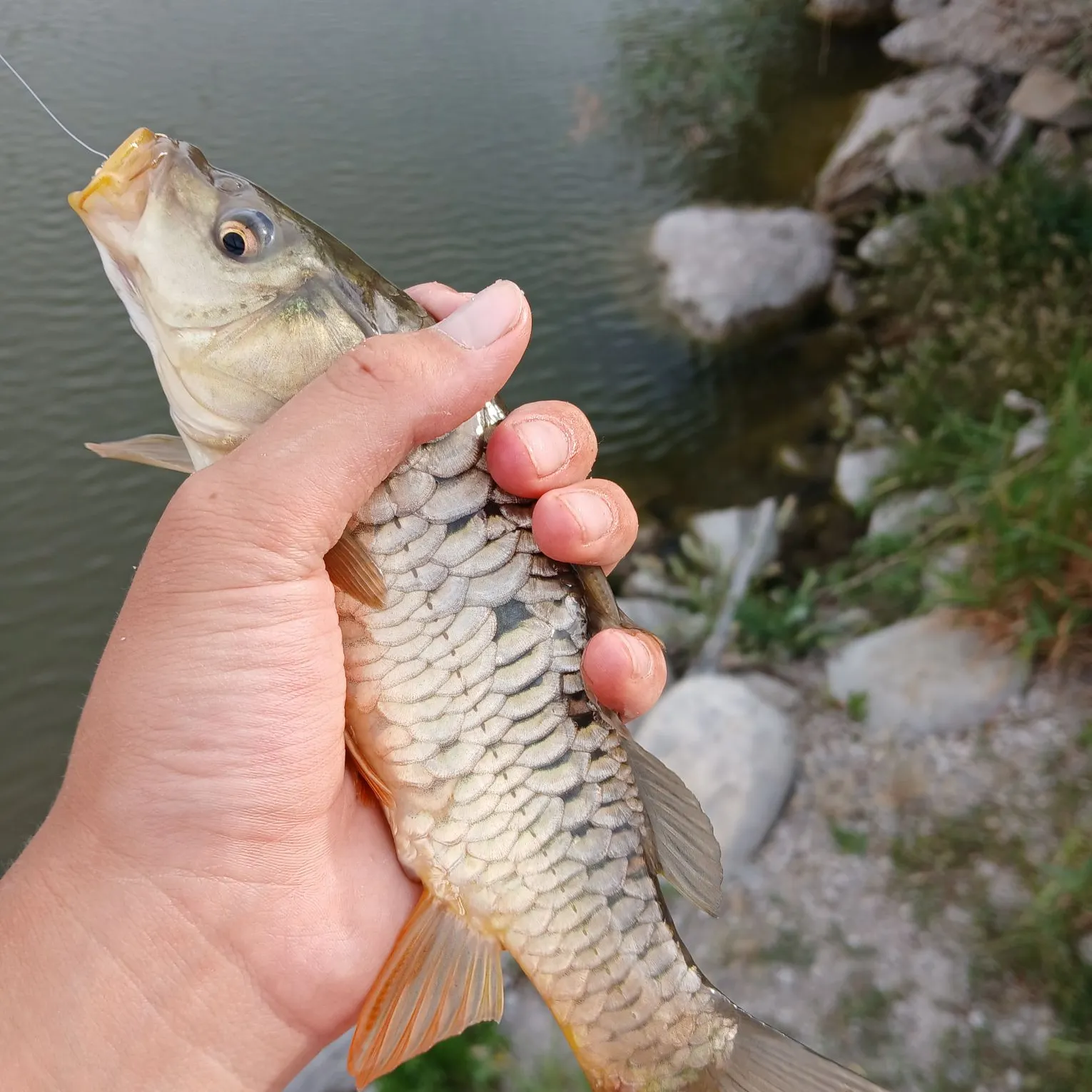 The most recent Mirror carp catches on Fishbrain