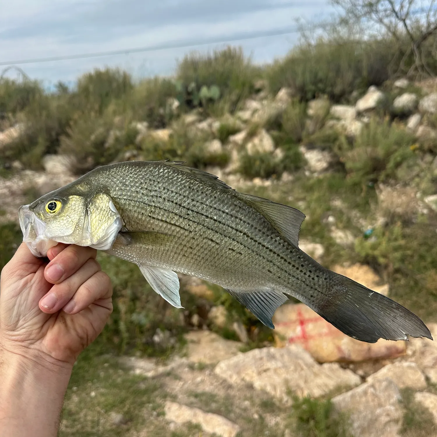 White bass caught on Fishbrain