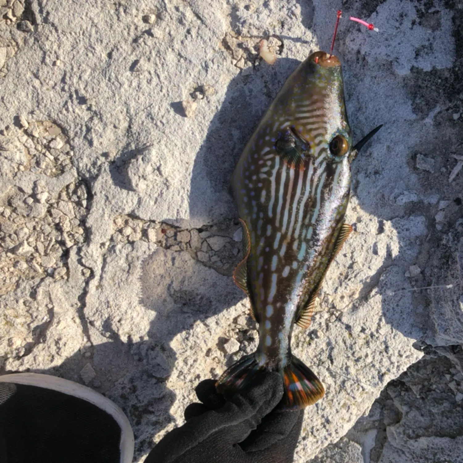 recently logged catches