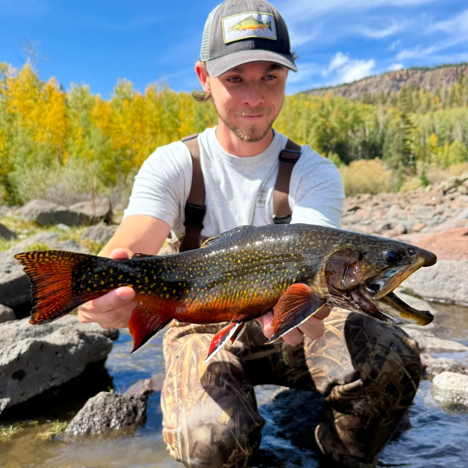 Brook trout caught on Fishbrain