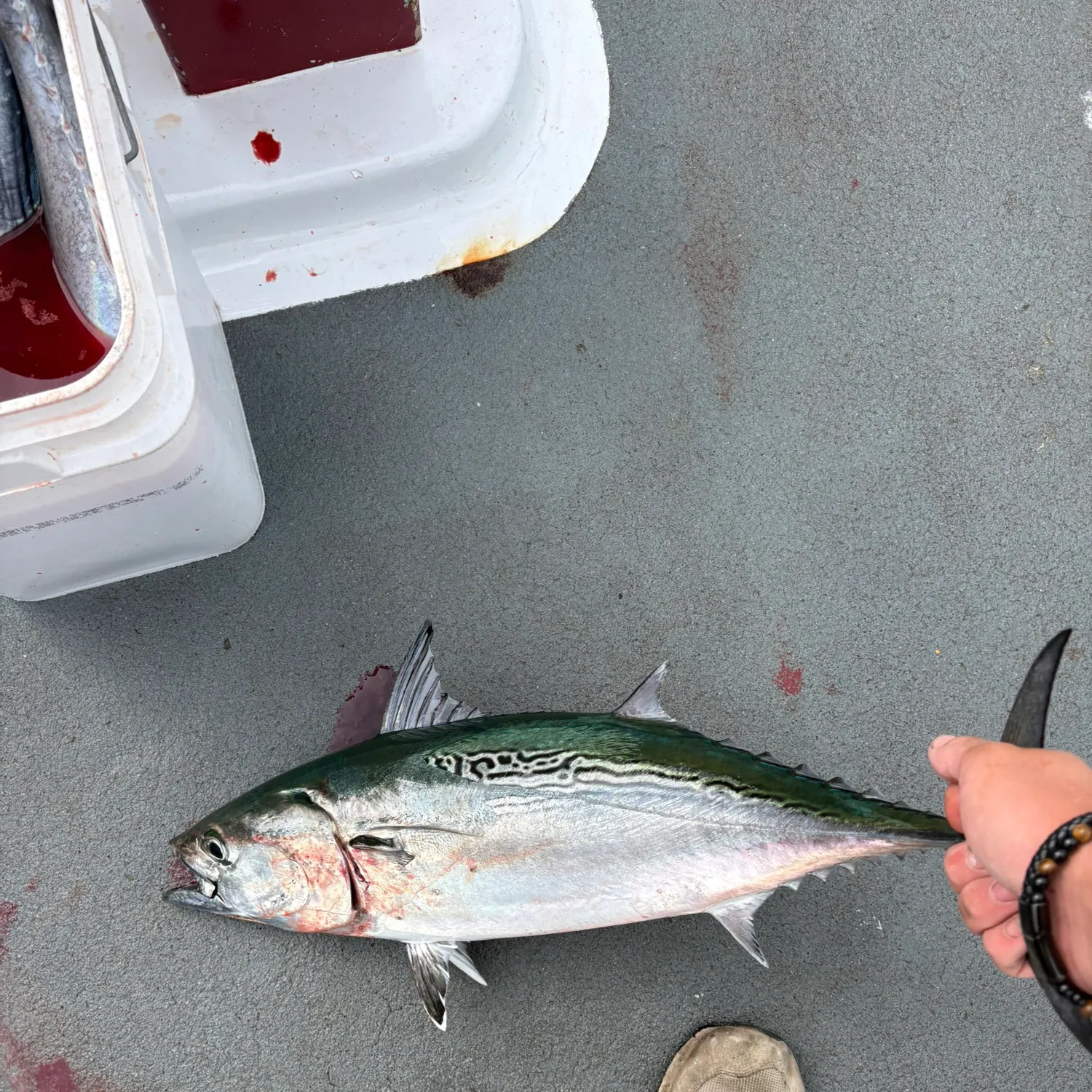 Little tunny caught on Fishbrain